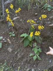 Calceolaria corymbosa