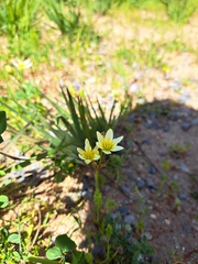 Asparagales