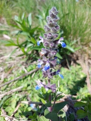 Salvia lachnostachys