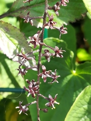 Dioscorea galeottiana