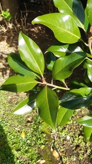Magnolia grandiflora