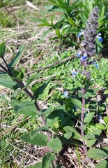Salvia lachnostachys