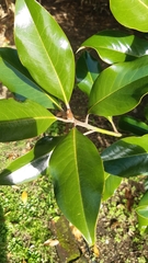 Magnolia grandiflora