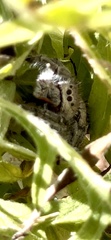 Phidippus octopunctatus
