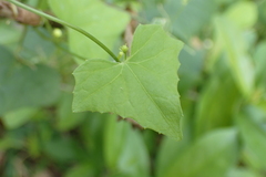 Zehneria japonica