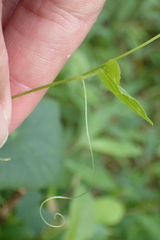 Zehneria japonica
