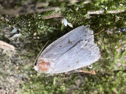 Mouse Moth photo 5