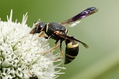 Euodynerus hidalgo boreoorientalis