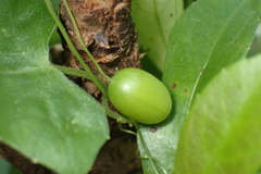 Zehneria japonica