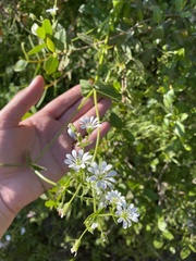 Stellaria chilensis