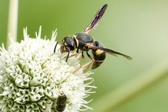 Euodynerus hidalgo boreoorientalis