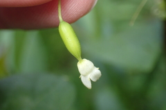 Zehneria japonica