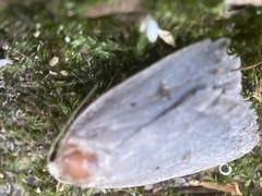 Amphipyra tragopoginis