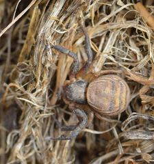 Xysticus texanus