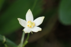 Zehneria japonica