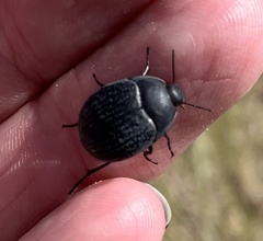 Eusattus reticulatus