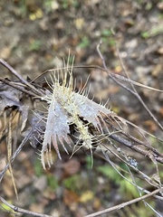Akanthomyces