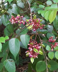Averrhoa carambola