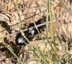 Pasimachus californicus