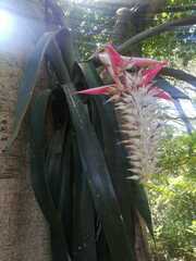 Aechmea mcvaughii