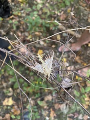 Akanthomyces