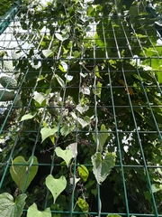 Dioscorea galeottiana