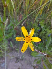 Sisyrinchium graminifolium