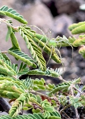 Peucetia viridans