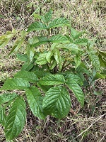 Spathodea campanulata