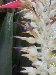 Aechmea mcvaughii