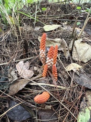 Balanophora laxiflora