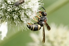 Euodynerus hidalgo boreoorientalis