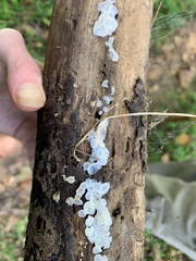 Ductifera pululahuana