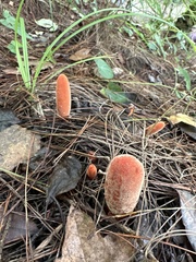 Balanophora laxiflora
