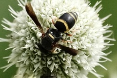 Euodynerus hidalgo boreoorientalis