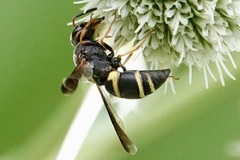 Euodynerus hidalgo boreoorientalis