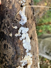 Ductifera pululahuana