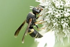 Euodynerus hidalgo boreoorientalis