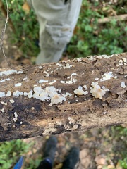 Ductifera pululahuana