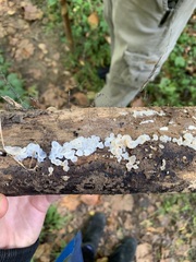 Ductifera pululahuana