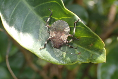Halyomorpha