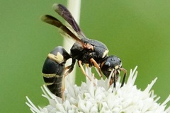 Euodynerus hidalgo boreoorientalis