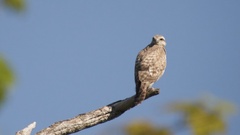 Buteo brachypterus