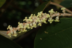 Mallotus paniculatus