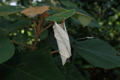 Mallotus paniculatus