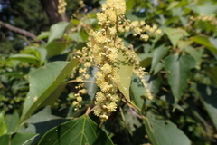 Mallotus paniculatus