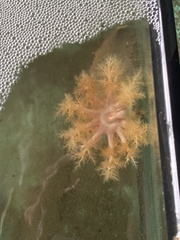 Cucumaria frondosa