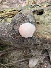 Reticularia