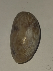 Bulla occidentalis