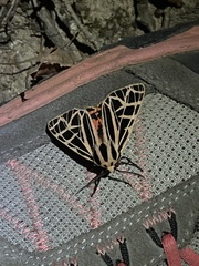 Apantesis parthenice